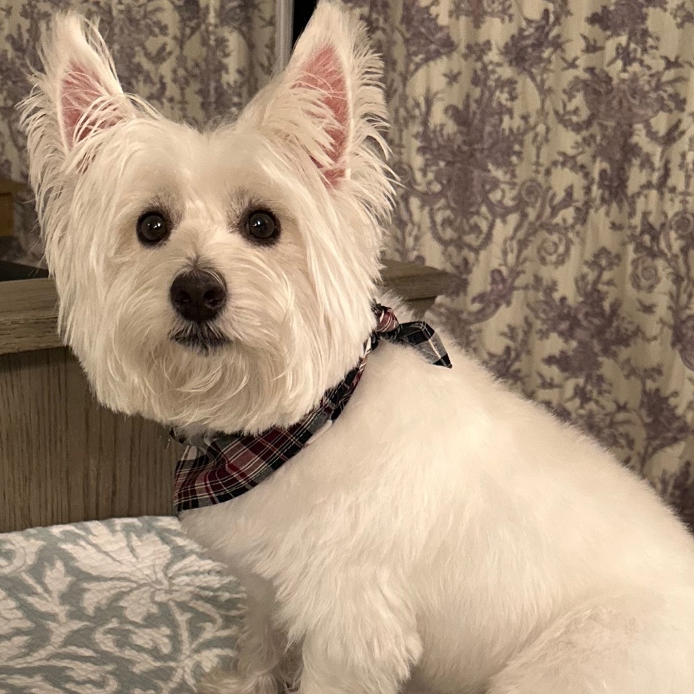 Meet your Posher, Vivi